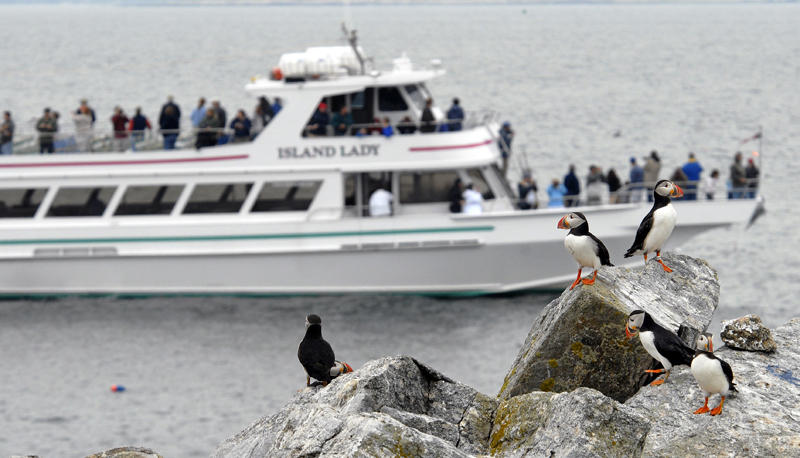 puffin cruise maine